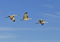Sandhill Crane (Grus canadensis) trio flying, Bosque del Apache National Wildlife Refuge, New Mexico