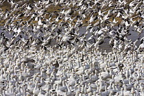 Snow Goose (Chen caerulescens) flock taking flight from pond, Bosque del Apache National Wildlife Refuge, New Mexico