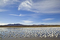 Snow Goose (Chen caerulescens) flock in pond, Bosque del Apache National Wildlife Refuge, New Mexico