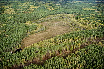 Aerial view of bog in taiga within the bounds of the 30 km Chernobyl Exclusion Zone, Ukraine