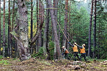 Scotch Pine (Pinus sylvestris) trees being harvested to thin forest and reduce risk of the spread of radioactive particles in case of a forest fire, Chernobyl Exclusion Zone, Ukraine
