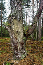 Scotch Pine (Pinus sylvestris) with trunk scored for resin extraction to make turpentine, Chernobyl Exclusion Zone, Ukraine