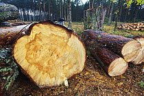 Scotch Pine (Pinus sylvestris) trees felled to create fire break to reduce risk of spread of radioactive particles in case of forest fire, Chernobyl Exclusion Zone, Ukraine