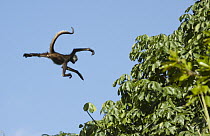 Yucatan Spider Monkey (Ateles geoffroyi yucatanensis) jumping to another tree, Yucatan Peninsula, Mexico