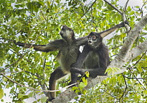 Yucatan Spider Monkey (Ateles geoffroyi yucatanensis) pair in tree, Yucatan Peninsula, Mexico