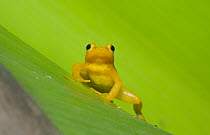 Beebe's Rocket Frog (Colostethus beebei) in Bromeliad (Brocchinia micrantha), Kaieteur Waterfall, Kaieteur National Park, Guyana