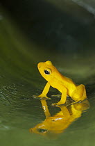 Beebe's Rocket Frog (Colostethus beebei) in Bromeliad (Brocchinia micrantha), Kaieteur Waterfall, Kaieteur National Park, Guyana