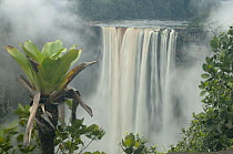 Bromeliad near waterfall, Kaieteur Waterfall, Kaieteur National Park, Guyana