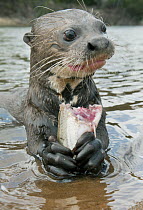 Giant River Otter (Pteronura brasiliensis) feeding on fish, Rupununi River, Karanambu Lodge, Guyana