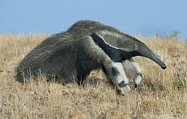 Giant Anteater (Myrmecophaga tridactyla), Karanambu Lodge, Guyana