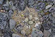 Eurasian Oystercatcher (Haematopus ostralegus) nest with eggs, Varanger Peninsula, Norway