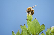 Galapagos Carpenter Bee (Xylocopa darwini) male feeding on flower nectar, Itabaca Channel, Baltra Island, Galapagos Islands, Ecuador