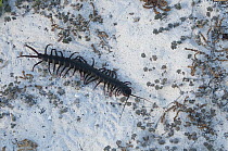 Galapagos Centipede (Scolopendra galapagoensis), Gardner Bay, Espanola Island, Galapagos Islands, Ecuador