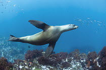 Galapagos Sea Lion (Zalophus wollebaeki), Punta Vicente Roca, Isabela Island, Galapagos Islands, Ecuador