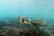 Green Sea Turtle (Chelonia mydas) pair, Punta Vicente Roca, Isabela Island, Galapagos Islands, Ecuador