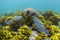 Green Sea Turtle (Chelonia mydas) feeding on seaweed, Puerto Egas, Santiago Island, Galapagos Islands, Ecuador