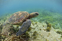 Green Sea Turtle (Chelonia mydas), Puerto Egas, Santiago Island, Galapagos Islands, Ecuador
