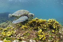 Green Sea Turtle (Chelonia mydas), Puerto Egas, Santiago Island, Galapagos Islands, Ecuador