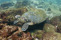 Hawksbill Sea Turtle (Eretmochelys imbricata), Santiago Island, Galapagos Islands, Ecuador