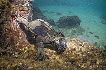 Marine Iguana (Amblyrhynchus cristatus) feeding on algae, Punta Espinosa, Fernandina island, Galapagos Islands, Ecuador