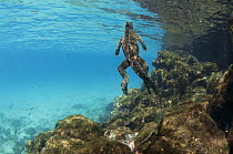 Marine Iguana (Amblyrhynchus cristatus) surfacing, Sombrero Chino Island, Santiago Island, Galapagos Islands, Ecuador