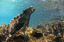 Marine Iguana (Amblyrhynchus cristatus) underwater, Sombrero Chino Island, Santiago Island, Galapagos Islands, Ecuador