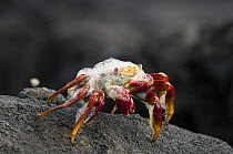 Sally Lightfoot Crab (Grapsus grapsus) covered with salt water bubbles, Punta Cormorant, Floreana Island, Galapagos Islands, Ecuador