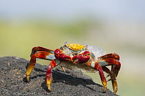 Sally Lightfoot Crab (Grapsus grapsus) covered with salt water bubbles, Punta Cormorant, Floreana Island, Galapagos Islands, Ecuador