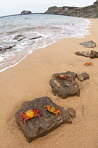 Sally Lightfoot Crab (Grapsus grapsus) group on beach, Bartolome Island, Galapagos Islands, Ecuador