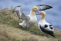Short-tailed Albatross (Phoebastria albatrus) pair displaying, Tsubamezaki, Torishima Island, Japan