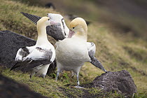 Short-tailed Albatross (Phoebastria albatrus) pair courting, Tsubamezaki, Torishima Island, Japan