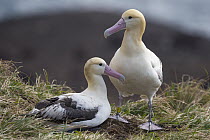 Short-tailed Albatross (Phoebastria albatrus) pair at nest, Tsubamezaki, Torishima Island, Japan