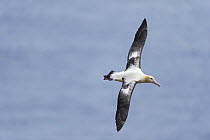 Short-tailed Albatross (Phoebastria albatrus) flying, Tsubamezaki, Torishima Island, Japan