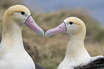 Short-tailed Albatross (Phoebastria albatrus) nesting pair, Tsubamezaki, Torishima Island, Japan