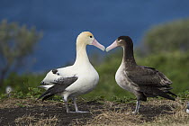 Short-tailed Albatross (Phoebastria albatrus) pair displaying at nest, Torishima Island, Japan. Sequence 1 of 9
