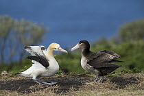 Short-tailed Albatross (Phoebastria albatrus) pair displaying at nest, Torishima Island, Japan. Sequence 2 of 9