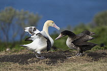 Short-tailed Albatross (Phoebastria albatrus) pair displaying at nest, Torishima Island, Japan. Sequence 3 of 9