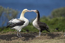 Short-tailed Albatross (Phoebastria albatrus) pair displaying at nest, Torishima Island, Japan. Sequence 4 of 9