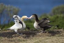 Short-tailed Albatross (Phoebastria albatrus) pair displaying at nest, Torishima Island, Japan. Sequence 5 of 9
