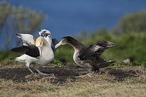 Short-tailed Albatross (Phoebastria albatrus) pair displaying at nest, Torishima Island, Japan. Sequence 6 of 9