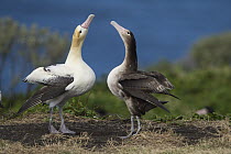 Short-tailed Albatross (Phoebastria albatrus) pair displaying at nest, Torishima Island, Japan. Sequence 7 of 9