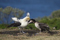 Short-tailed Albatross (Phoebastria albatrus) pair displaying at nest, Torishima Island, Japan. Sequence 8 of 9