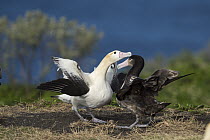 Short-tailed Albatross (Phoebastria albatrus) pair displaying at nest, Torishima Island, Japan. Sequence 9 of 9