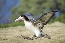 Short-tailed Albatross (Phoebastria albatrus) sub-adult landing, Torishima Island, Japan