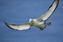 Short-tailed Albatross (Phoebastria albatrus) flying, Torishima Island, Japan