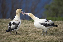Short-tailed Albatross (Phoebastria albatrus) displaying pair, Torishima Island, Japan