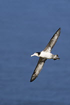 Short-tailed Albatross (Phoebastria albatrus) subadult flying, Torishima Island, Japan