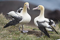 Short-tailed Albatross (Phoebastria albatrus) courting pair, Tsubamezaki, Torishima Island, Japan. Sequence 1 of 10