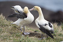 Short-tailed Albatross (Phoebastria albatrus) courting pair, Tsubamezaki, Torishima Island, Japan. Sequence 2 of 10