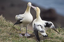 Short-tailed Albatross (Phoebastria albatrus) courting pair, Tsubamezaki, Torishima Island, Japan. Sequence 3 of 10